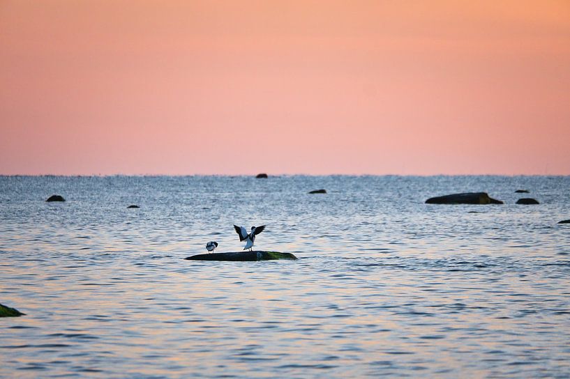 Seagulls at sunset at low tide on the Baltic Sea by Martin Köbsch