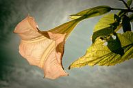 Brugmansia van Peter Bongers thumbnail