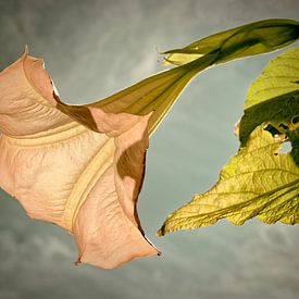 Brugmansia sur Peter Bongers