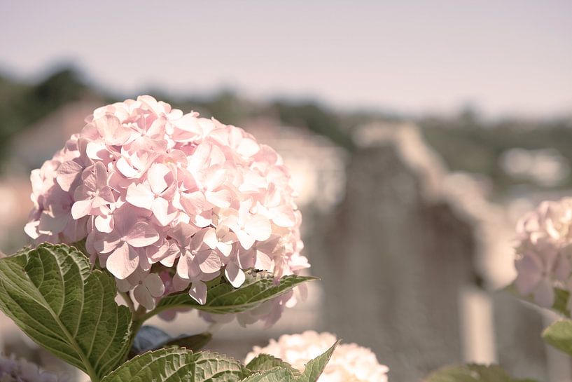 Hortensia van Sam Loman