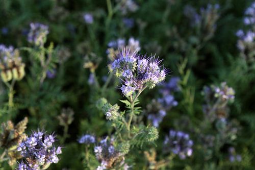 Ami des abeilles, Phacélie en touffe, Phacélie tanaisie