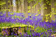Wilde hyacinten (Hallerbos, België) van Dennis Wardenburg thumbnail