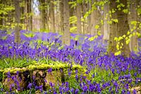 Wilde hyacinten (Hallerbos, België)