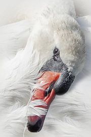 Ich ruhe mich auf meinen eigenen Federn aus. von Lucie Bos