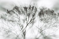 Bomen in beweging