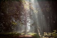 zonnestralen wijzen de weg