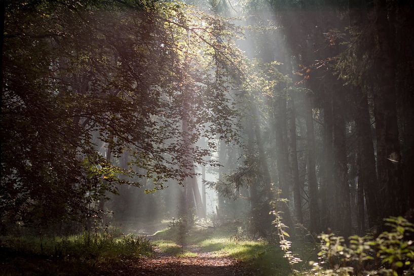 zonnestralen wijzen de weg van P Leydekkers - van Impelen