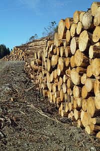 gefällte Baumstämme entlang des Weges in Schottland