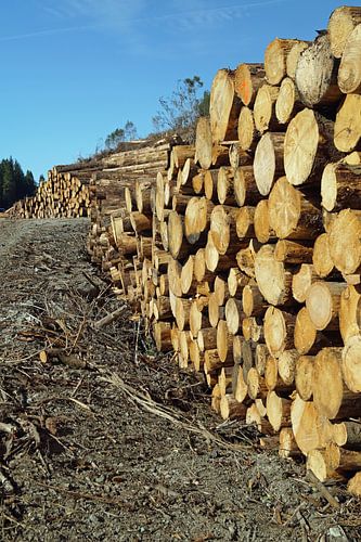 houtblokken die onderweg zijn gekapt in Schotland