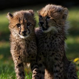 Junge Geparden von Ken Kühlbrandt
