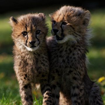 Young cheetahs by Ken Kühlbrandt