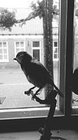 Vogel