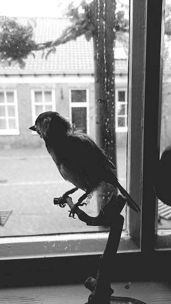 Vogel by Ria De Jonge