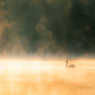 Swan in Morning Light by Nathalie De Saegher