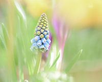 Le printemps en ligne de mire