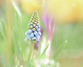 Le printemps en ligne de mire sur Studio Liefkoos