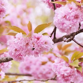 Pink blossom in blossom tree