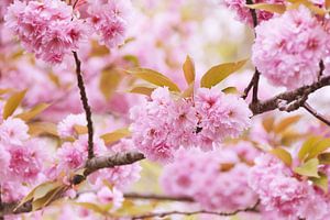 Roze bloesem in bloesemboom van Arja Schrijver Fotografie