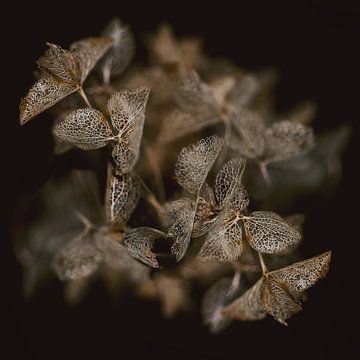 Hortensia droogbloem van Karin Bakker Fotografie