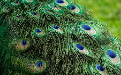 Gefiederter Pfau von Mart Houtman