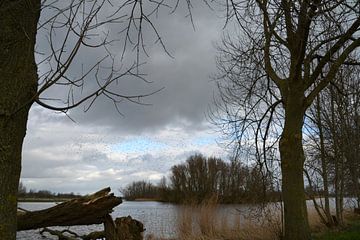 Starflug am Loch von den Ham