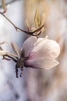 Magnolia,