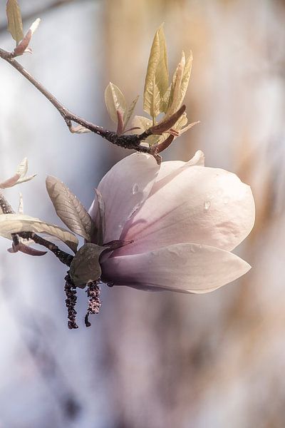 Magnolia, von Yvette Bauwens