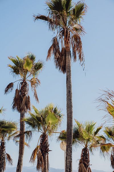 Palm trees in vintage colours by Kiki Multem