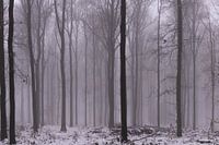WinterWood