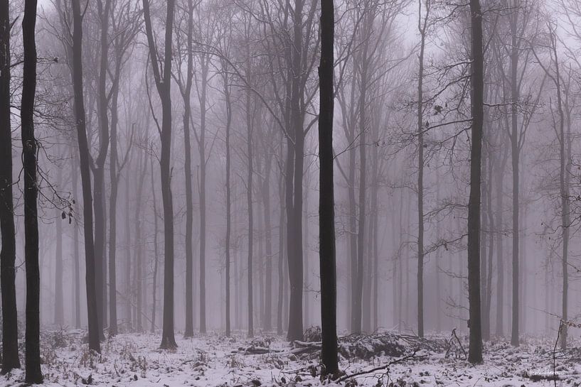 WinterWood by Nicole Harren