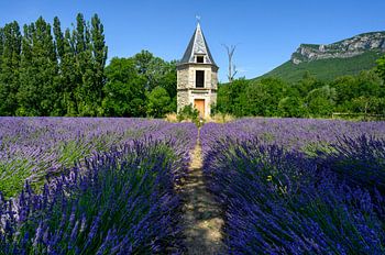 Lavendelveld in Drôme Provençale Frankrijk