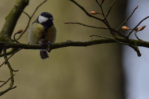 Mésange charbonnière avec noix, version A
