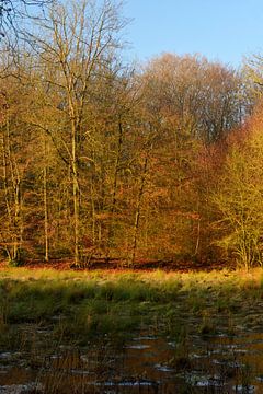 Open veld in het bos(staand) van Gerard de Zwaan