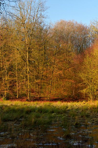 Open field in the forest(standing) by Gerard de Zwaan