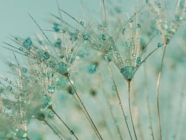 Colored drops are carried by the fluff by Marjolijn van den Berg
