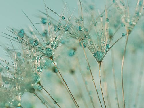 Gekleurde druppels worden door de pluisjes gedragen