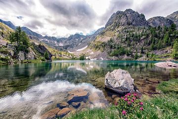 Trecolpas van Manjik Pictures