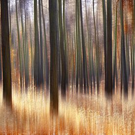 Herfstbos van Violetta Honkisz