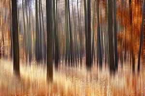 Forêt d'automne sur Violetta Honkisz