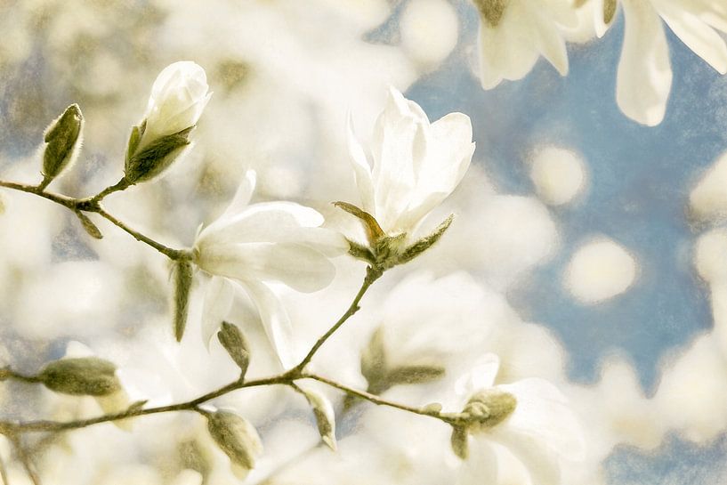 Unfolding beauty van Lars van de Goor