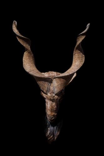 Head of a goat with big horns and a beard isolated on a black background, symbol of hell and Satanis