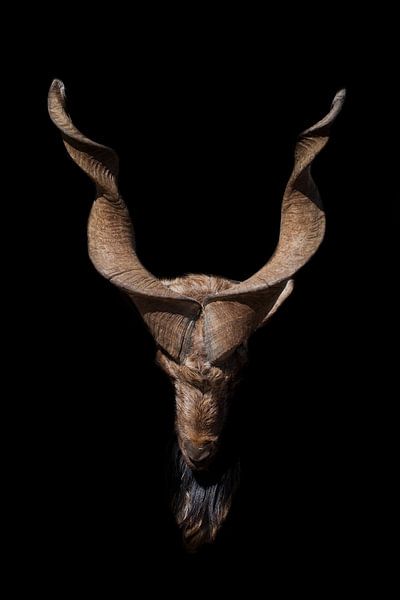 Head of a goat with big horns and a beard isolated on a black background, symbol of hell and Satanis by Michael Semenov