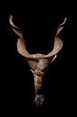 Tête de chèvre avec de grandes cornes et une barbe isolée sur un fond noir, symbole de l'enfer et du par Michael Semenov Aperçu