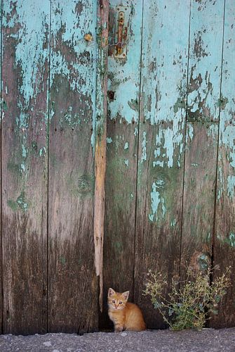 Kitten voor schuurdeur