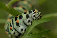 Rups koninginnenpage