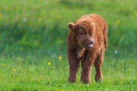 Schottische Hochlandbewohner als große Weidegänger in den Niederlanden von Merijn Loch