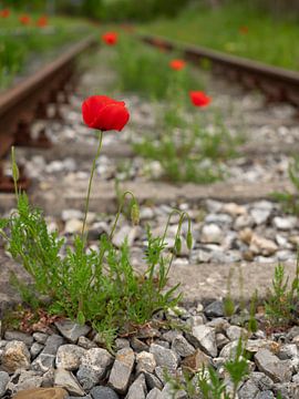 Poppies between tracks