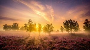 Westruper Heide