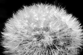 macro shot of the woodlouse by JustPictures_bySven