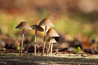 Pilze in der Sonne